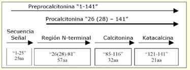 Representación esquemática de la procalcitonina.