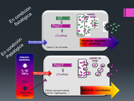 Representación de la inducción y síntesis de la procalcitonina.
