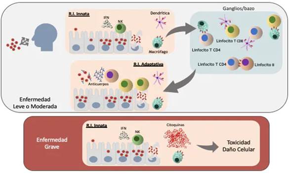 Esquema de la respuesta Inmune a la infección por SARS-CoV-2.